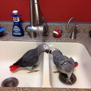 African grey parrots for sale