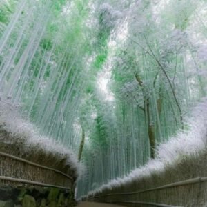 Davom Etadi Hayot – () ( Uyda Qoli...