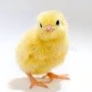 Cryptotrading