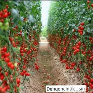 Dehqonchilik Sirlari Chati| Tekin Reklam...