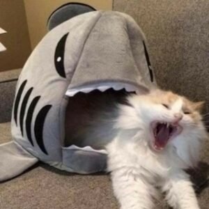 😹 Funny Cat Meme & Videos 😹