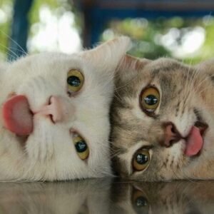I’m A Cat, Mlem