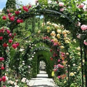 Jardineria Espanola  Tips, Plantas Y Mas