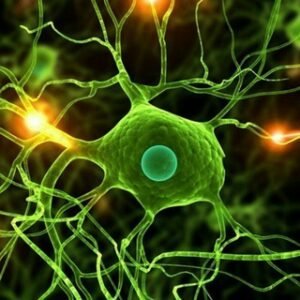 Learn Deep Learning