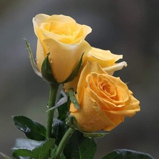 lifetimebonding_tamilchat