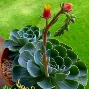 Malayalam kabbikatha❤️❤️❤️