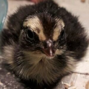 All Ages Missouri Furries Lobby – ...