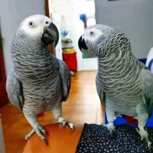 Family parrot and pets online 🦜🔞