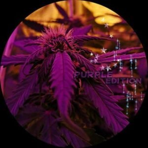 PurpleEditionNew [Waiting Area]