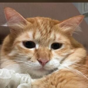 Hantu Shopping Check 🤪💸