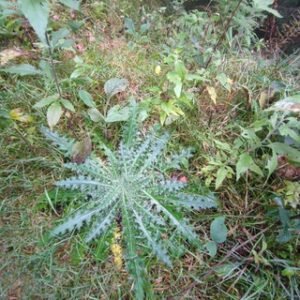 The Lost Heroes In Tights