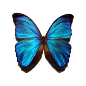 Don’t Pay|Get Free Instagram Followers & Likes | Pan India |Telugu| Hindi | English