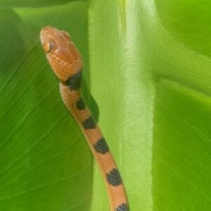 Snakes of South Africa Chat