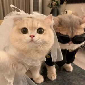 ᨳ 𝙱𝙰𝙱𝚈 𝚂𝙷𝙰𝚁𝙺 𝙲𝚁𝙴𝙳𝙸𝚃 ഒ